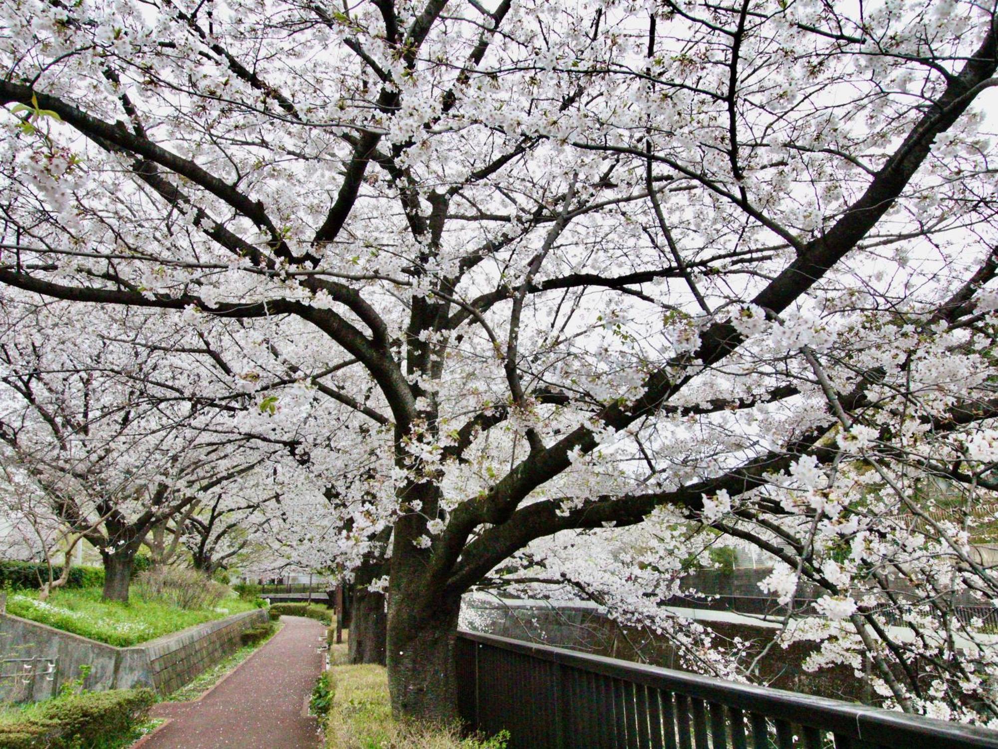 Villa Family Or Business Travel 20 Percent Off Free Ikebukuro Shuttle Garden Up To 7 Guests Tokio